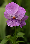 Pansy Viola x wittrockiana Purple Cultivar Flower 1907px.jpg