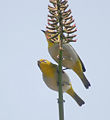 Oriental White Eye- Bhopal I IMG 0744.jpg