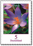 Serieblumen michel2480 krokus.jpg
