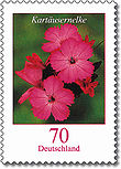 Serieblumen michel2529 kartaeusernelke.jpg