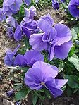 Viola x wittrockiana alpha F1 bleu ciel pur dsc00947.jpg