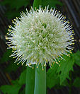 Allium cepa B.jpg