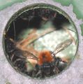 Boomhommel nestventilerend Bombus hypnorum.jpg