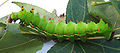 Actias selene 5th instar 3 sjh.JPG