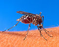Aedes aegypti biting human.jpg