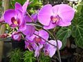 Phalaenopsis equestris