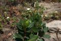 Arbutus-unedo-young.JPG