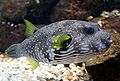 Arothron hispidus.jpg