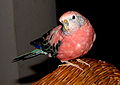Bourke's parrot from Flickr 290288102 877e046cac b.jpg