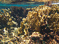 BuckIsland StCroix fire coral.jpg