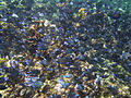 Buck Island Reef National Monument Acanthurus coeruleus.jpg