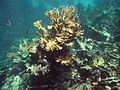 Buck Island Reef National Monument firecoral jackfish.jpg