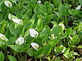 Calla palustris2.jpg