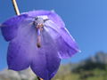 Campanula-rotundifolia-blossom.jpg