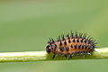 Chilocorus renipustulatus larva.jpg