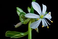 120px Chlorophitum Flower