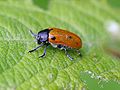 Clytra quadripunctata.jpeg