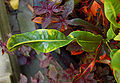 Codiaeum variegatum var. pictum Leaf Closeup 2900px.jpg