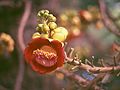 Couroupita guianensis 3.jpg