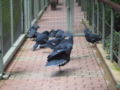 Crowned Pigeons, Jurong BirdPark.JPG