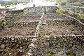 Curraletas de protecção do Vinho dos Biscoitos, com as vinhas em época de Inverno, ilha Terceira, Açores, Portugal.jpg