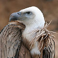 Eagle beak sideview A.jpg