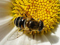 Eristalis arbustorum 1.jpg