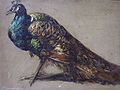 Etty Study of a peacock 1826.jpg