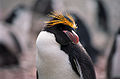 Eudyptes chrysolophus -Antarctic-52.jpg