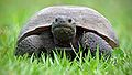 Florida Gopher Tortoise.jpg