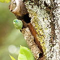 Forpus conspicillatus -Colombia -male by nest-8.jpg