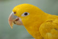 Golden Conure Guaruba guarouba Eating 2550px.jpg