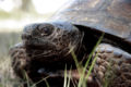 Gopher tortoise 1.jpg