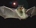Gray Bat USACE.jpg