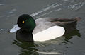 Greater-scaup-male2.jpg