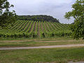 Gumpoldskirchen.vineyards.jpg