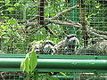 HK Zoo NB Gdns Emperor Tamarin 1.jpg