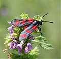 IC Zygaena filipendulae.JPG