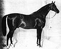 Ганноверская лошадь - это... Что такое Ганноверская лошадь?