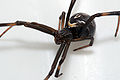 Latrodectus hesperus black widow spider immature female.jpg