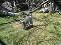 Lemur walking.jpg