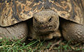 Leopard-tortoise-1.jpg