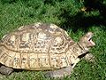 Leopard Tortoise.JPG