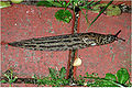 Limax maximus 6782.jpg