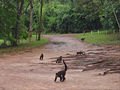 Macaco-prego(2) REFON .jpg