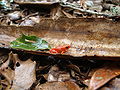 Mantella aurantiaca58.JPG