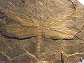 Meganeura fossil.JPG