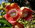 Naglingam (Couroupita guianensis) flower in Hyderabad, AP W IMG 6609.jpg