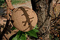 Naglingam (Couroupita guianensis) fruit in Hyderabad, AP W IMG 6611.jpg