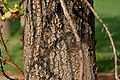 Naglingam (Couroupita guianensis) trunk in Hyderabad, AP W IMG 6607.jpg